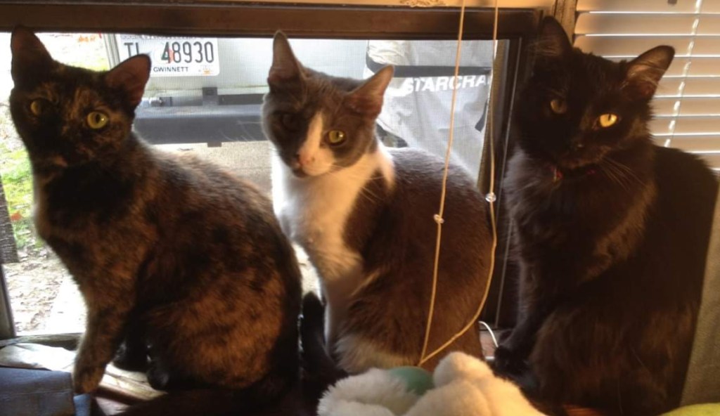 Pets and the&nbsp;arts